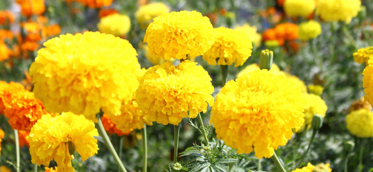 黄色いお花の写真